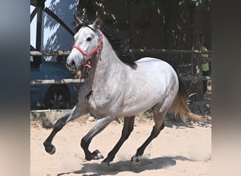 PRE Mix, Hengst, 3 Jahre, 160 cm, Schimmel