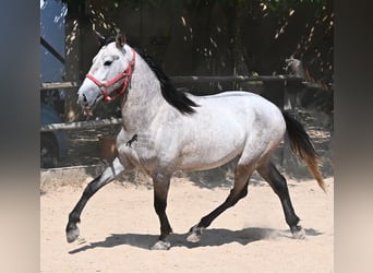 PRE Mix, Hengst, 3 Jahre, 160 cm, Schimmel