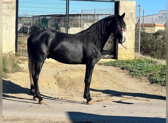 PRE Mix, Hengst, 3 Jahre, 161 cm, Apfelschimmel