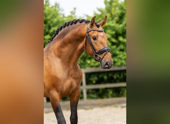 PRE Mix, Hengst, 3 Jahre, 161 cm, Buckskin