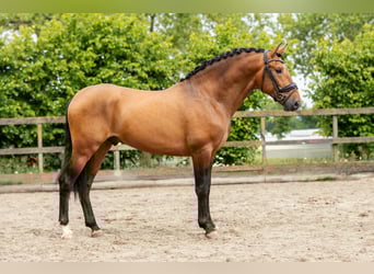 PRE Mix, Hengst, 3 Jahre, 161 cm, Buckskin
