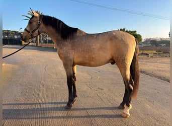 PRE Mix, Hengst, 3 Jahre, 161 cm, Falbe