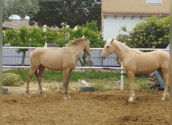 PRE Mix, Hengst, 3 Jahre, 161 cm, Palomino