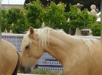 PRE Mix, Hengst, 3 Jahre, 161 cm, Palomino