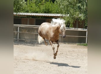 PRE Mix, Hengst, 3 Jahre, 161 cm, Palomino