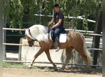 PRE Mix, Hengst, 3 Jahre, 161 cm, Palomino