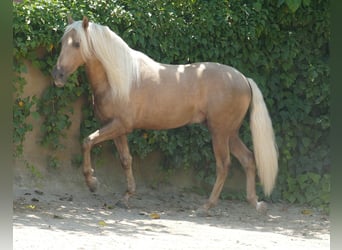 PRE Mix, Hengst, 3 Jahre, 161 cm, Palomino