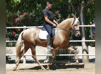 PRE Mix, Hengst, 3 Jahre, 161 cm, Palomino