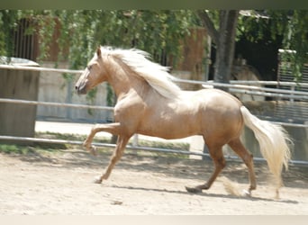 PRE Mix, Hengst, 3 Jahre, 161 cm, Palomino