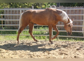 PRE Mix, Hengst, 3 Jahre, 161 cm, Palomino