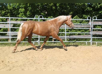 PRE Mix, Hengst, 3 Jahre, 161 cm, Palomino