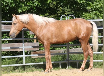 PRE Mix, Hengst, 3 Jahre, 161 cm, Palomino
