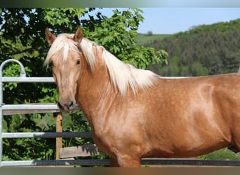 PRE Mix, Hengst, 3 Jahre, 161 cm, Palomino