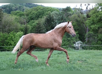 PRE Mix, Hengst, 3 Jahre, 161 cm, Palomino