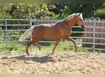 PRE Mix, Hengst, 3 Jahre, 161 cm, Palomino