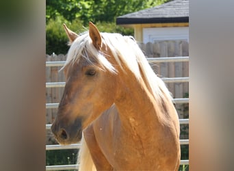 PRE Mix, Hengst, 3 Jahre, 161 cm, Palomino