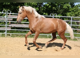 PRE Mix, Hengst, 3 Jahre, 161 cm, Palomino