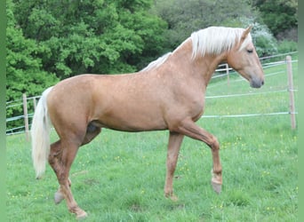 PRE Mix, Hengst, 3 Jahre, 161 cm, Palomino