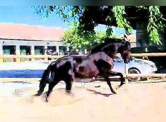 PRE Mix, Hengst, 3 Jahre, 161 cm, Rappe