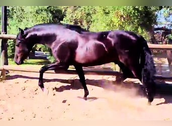 PRE Mix, Hengst, 3 Jahre, 161 cm, Rappe