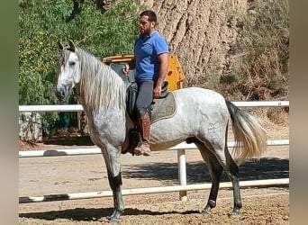 PRE Mix, Hengst, 3 Jahre, 161 cm, Schimmel