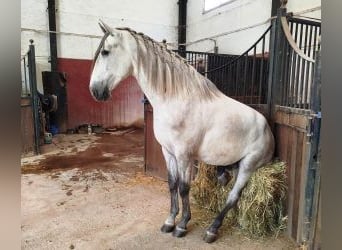 PRE Mix, Hengst, 3 Jahre, 161 cm, Schimmel