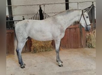 PRE Mix, Hengst, 3 Jahre, 161 cm, Schimmel