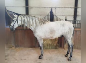 PRE Mix, Hengst, 3 Jahre, 161 cm, Schimmel