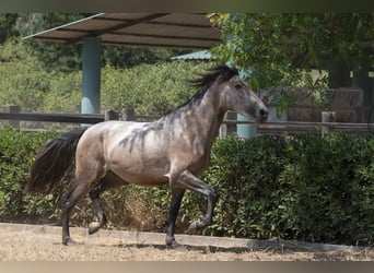 PRE Mix, Hengst, 3 Jahre, 161 cm, Schimmel