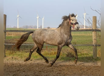 PRE, Hengst, 3 Jahre, 161 cm, Schimmel