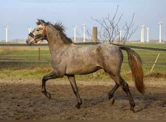 PRE, Hengst, 3 Jahre, 161 cm, Schimmel