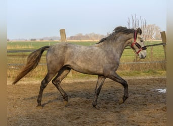 PRE, Hengst, 3 Jahre, 161 cm, Schimmel