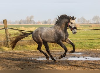 PRE, Hengst, 3 Jahre, 161 cm, Schimmel