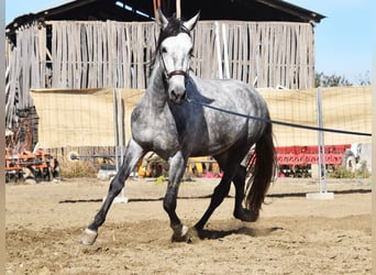 PRE, Hengst, 3 Jahre, 161 cm, Schimmel