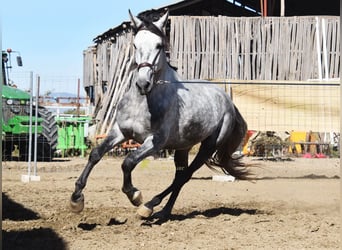PRE, Hengst, 3 Jahre, 161 cm, Schimmel