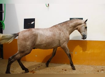 PRE, Hengst, 3 Jahre, 162 cm, Braunfalbschimmel