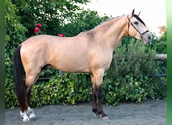 PRE, Hengst, 3 Jahre, 162 cm, Buckskin