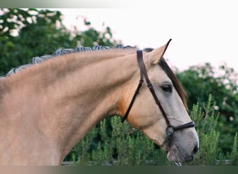 PRE, Hengst, 3 Jahre, 162 cm, Buckskin