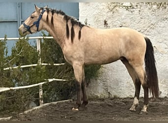 PRE Mix, Hengst, 3 Jahre, 162 cm, Buckskin