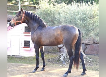 PRE Mix, Hengst, 3 Jahre, 162 cm, Buckskin