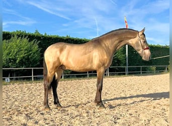 PRE Mix, Hengst, 3 Jahre, 162 cm, Falbe