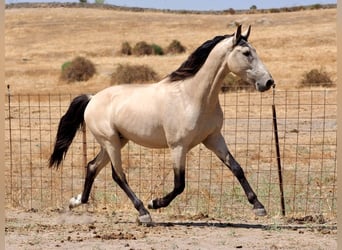 PRE Mix, Hengst, 3 Jahre, 162 cm, Falbe