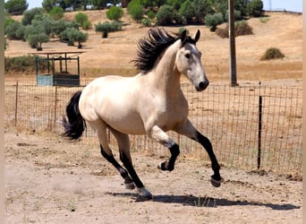 PRE Mix, Hengst, 3 Jahre, 162 cm, Falbe