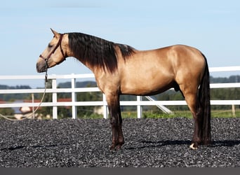 PRE, Hengst, 3 Jahre, 162 cm, Falbe