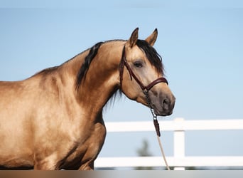 PRE, Hengst, 3 Jahre, 162 cm, Falbe