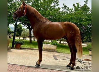 PRE, Hengst, 3 Jahre, 162 cm, Fuchs