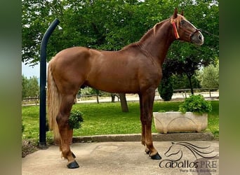 PRE, Hengst, 3 Jahre, 162 cm, Fuchs