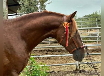 PRE, Hengst, 3 Jahre, 162 cm, Fuchs
