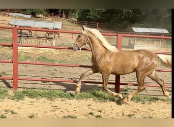PRE Mix, Hengst, 3 Jahre, 162 cm, Palomino
