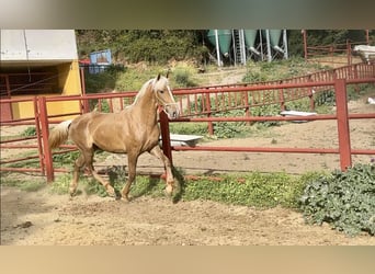 PRE Mix, Hengst, 3 Jahre, 162 cm, Palomino